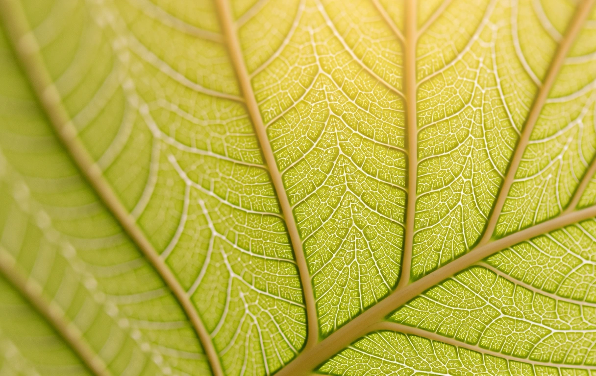 Strukturen der Natur